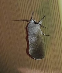 Hemiceratinae