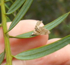 Trichophysetis cretacea