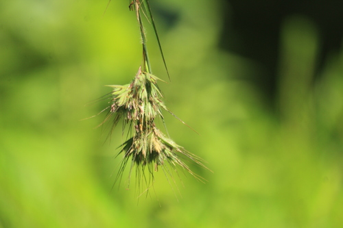 Grader Grass (Themeda quadrivalvis)