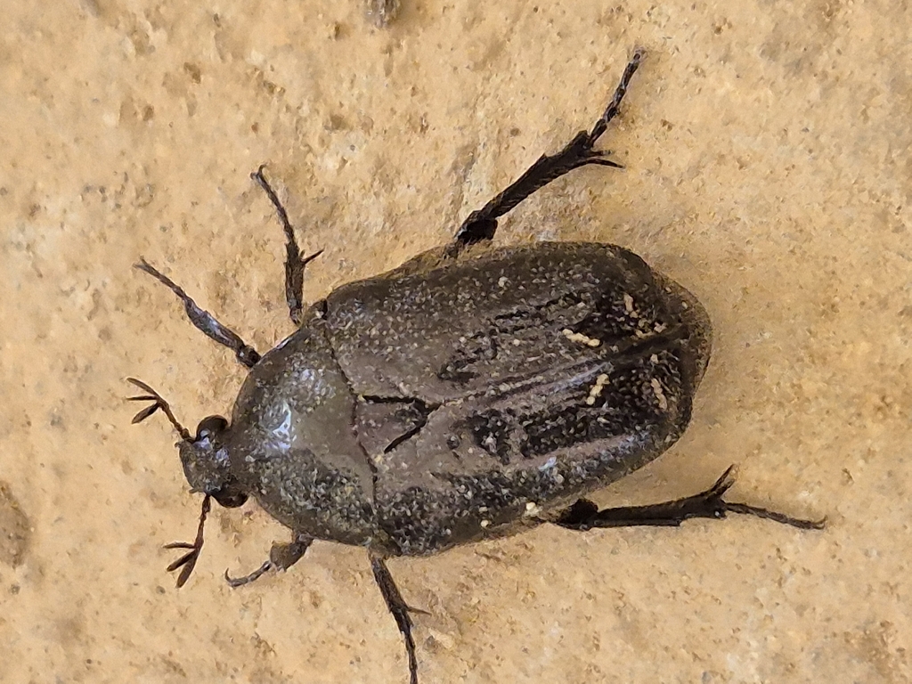 Protaetia andrewsi