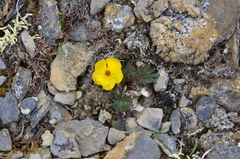 Ranunculus grayi