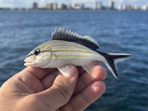 Blacktail grunt (Haemulon melanurum) — Haemulidae — 2