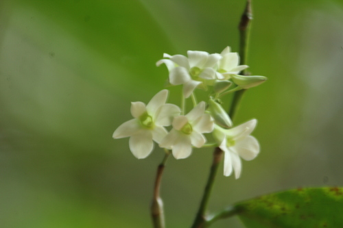Green Lipped Dendrobium (Dendrobium ovatum)