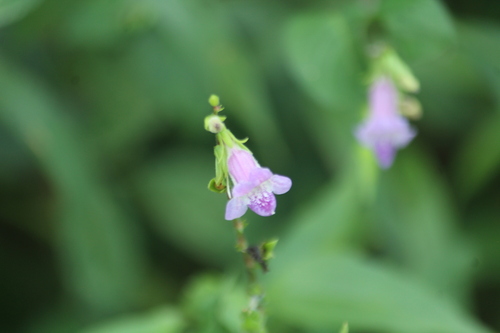 Violet Coromandel (Asystasia dalzelliana)