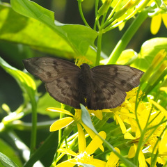 Achlyodes