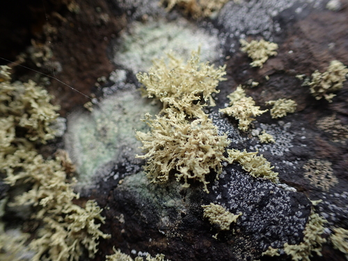 Ramalina fimbriata