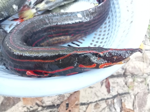 Fire eel (Mastacembelus erythrotaenia) — Mastacembelidae — 2
