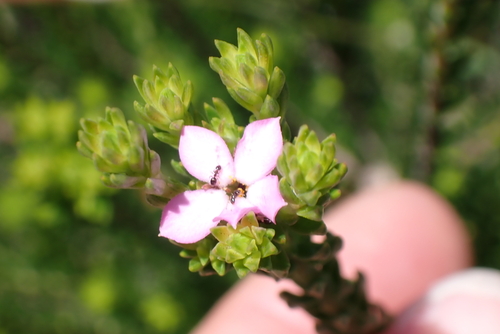 Harkerville Porcelainflower (Acmadenia alternifolia)