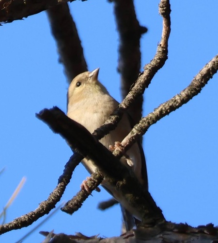 American Goldfinch