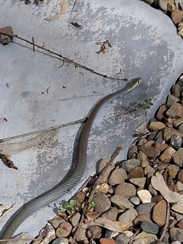 Yellow-faced Whipsnake sighting
