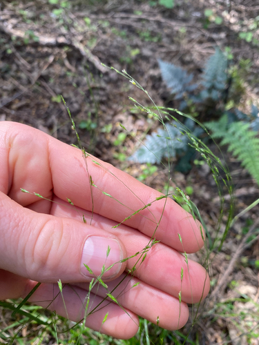 Poa imbecilla observed 2025-11-23