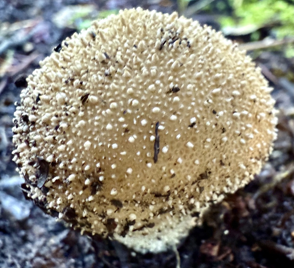 Lycoperdon perlatum · November 2025 · photo: © hllrnnr (iNaturalist, cc0)