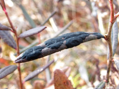 Rhytisma andromedae
