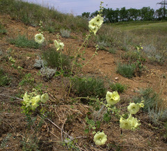 Alcea rugosa