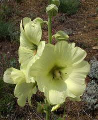 Alcea rugosa
