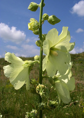 Alcea rugosa