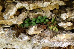 Asplenium ruta-muraria