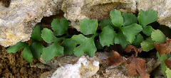 Asplenium ruta-muraria