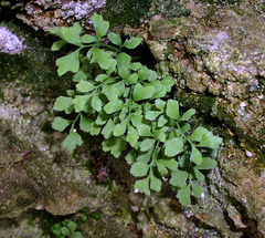 Asplenium ruta-muraria