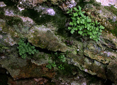 Asplenium ruta-muraria