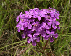 Dianthus pseudarmeria