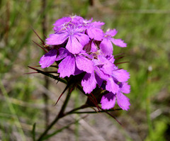 Dianthus pseudarmeria