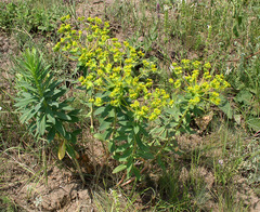 Euphorbia stepposa