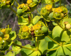 Euphorbia stepposa
