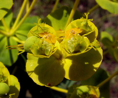 Euphorbia stepposa