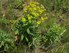 Euphorbia stepposa
