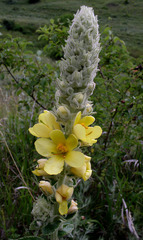 Verbascum ovalifolium