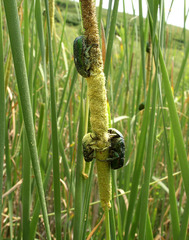 Typha laxmannii