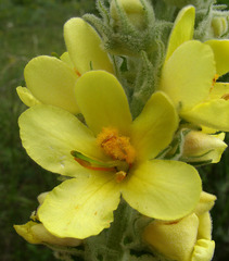 Verbascum ovalifolium