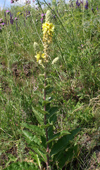 Verbascum ovalifolium