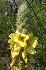 Verbascum ovalifolium