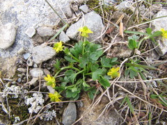 Ranunculus pygmaeus