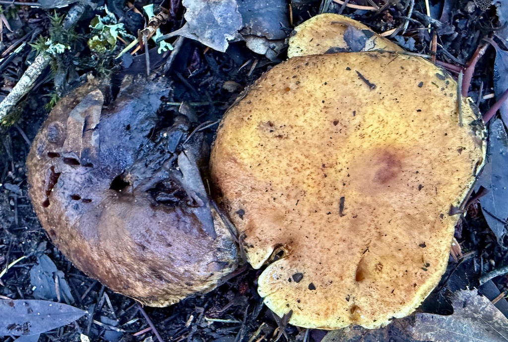 Suillus caerulescens · November 2025 · photo: © hllrnnr (iNaturalist, cc0)