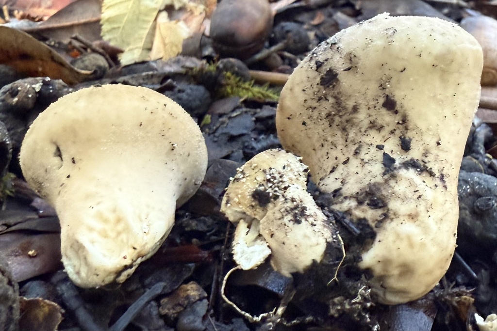Lycoperdon perlatum · November 2025 · photo: © hllrnnr (iNaturalist, cc0)