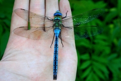 Anax imperator