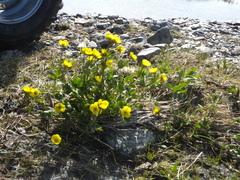 Ranunculus sulphureus