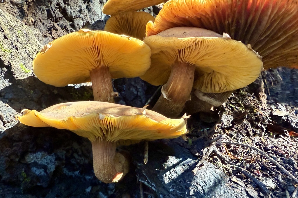 Armillaria mellea · November 2025 · photo: © hllrnnr (iNaturalist, cc0)