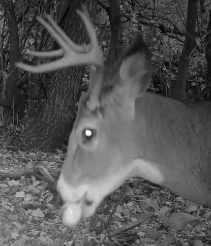 White-tailed Deer