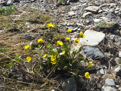 Ranunculus sulphureus