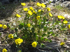 Ranunculus sulphureus
