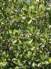 Rhizophora racemosa