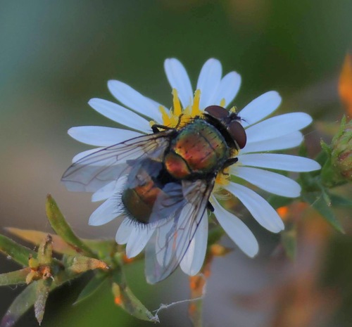 Unknown species found near Uptown, Chicago, IL, USA