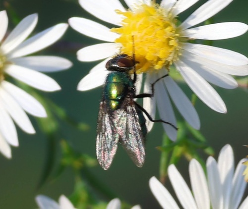 Unknown species found near Uptown, Chicago, IL, USA