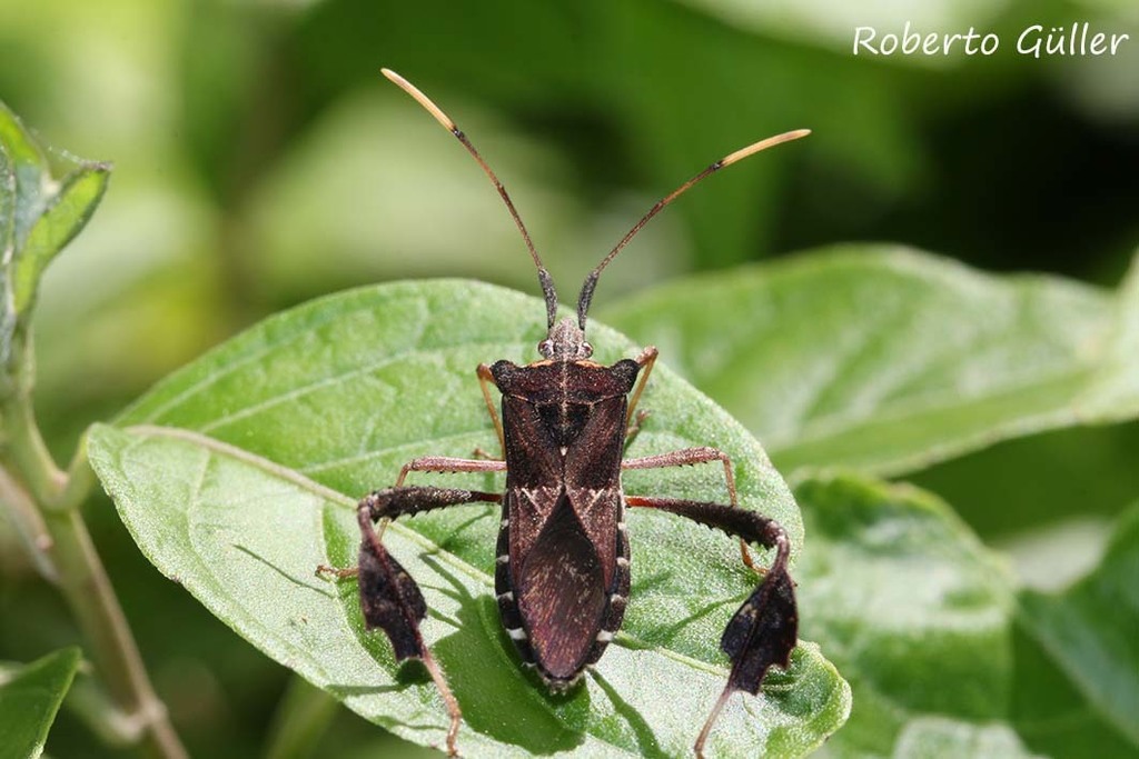Leptoglossus neovexillatus
