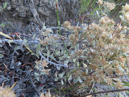 Image of Helichrysum rotundifolium by (c) linkie, some rights reserved (CC BY)