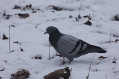 Columba livia domestica